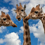 Giraffe Wallpapers - Free & HD