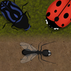 Ant Evolution : Insect Life APK