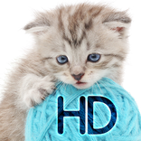 Cats wallpapers for phone