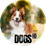 Dogs wallpapers for phone