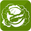 Cabbage Recipes آئیکن