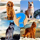 Dog quiz game APK