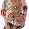 Visual Anatomy 3D - Human body APK