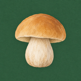 Boletus: Mushroom Foraging APK