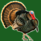 wild Turkey calls
