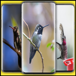 fondos de pantalla de colibrí