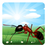 Ant Farm