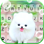 ”ธีม Fluffy Cute Dog
