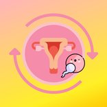 Siklus Ovulasi dan Menstruasi
