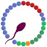 Fertilité Suivi de l’ovulation