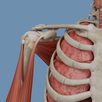 VOKA 3D Anatomy and Physiology APK