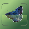 Insecto AI: Bug Identifier APK