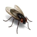 Mosca