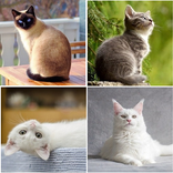 Pengenal Kucing
