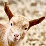 Goat-a-strophe