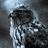 Falcon Jigsaw Puzzles