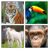 Animal Kingdom
