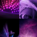 4K Wallpaper Asters