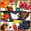Flashcard of kids to know the  APK