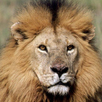 Animals and Birds APK