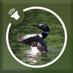 Icona Loon Sounds
