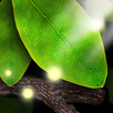Tap Leaves Live Wallpaper APK