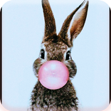 Kelinci Paling imut Wallpaper
