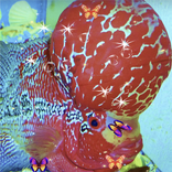 Flower Horn Live Wallpaper