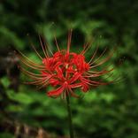 Lycoris: Spider Lily Wallpaper