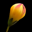 Floramo APK