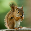 Talking Squirrel: Nutty Buddy APK