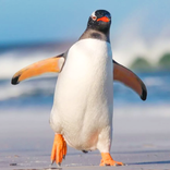 Talking Penguin: My Ice Friend