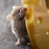 Talking Rat: Tiny Prankster APK