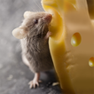 Talking Rat: Tiny Prankster ไอคอน