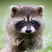 Talking Raccoon: Fun Pet icon