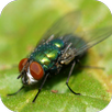 Fly Sounds Prank APK