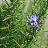 Rosemary