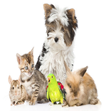 Pets shop App