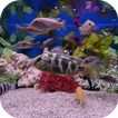 Aquarium Video Wallpaper icon