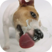 Dog Licks Screen Video LWP APK