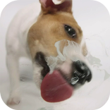 Dog Licks Screen Video LWP
