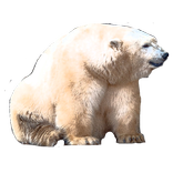 Bear Game