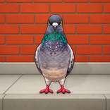 Talking Pigeon