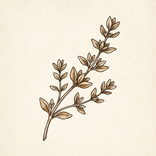Thyme - AI Recipe Organizer