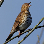 song thrush