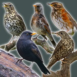 thrush birds
