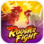 Rooster Fight