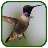 Birds Images App