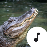 Alligator Sounds & Hissing