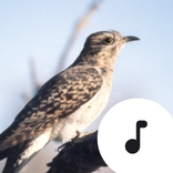 Cuckoo Bird Sounds